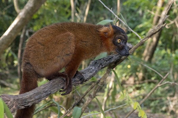 Hybrid between black lemur (Eulemur macaco) and crowned lemur (Eulemur coronatus) at Palmarium Resort, Madagascar, Africa