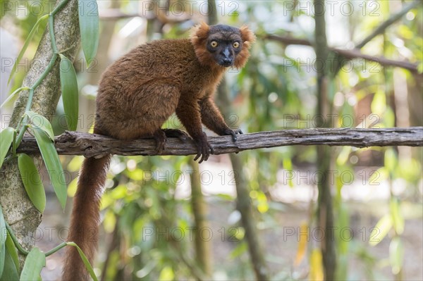 Hybrid between black lemur (Eulemur macaco) and crowned lemur (Eulemur coronatus) at Palmarium Resort, Madagascar, Africa
