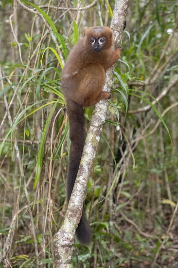 Red-bellied lemur (Eulemur rubriventer) in the forest of Palmarium Resort, Madagascar, Africa