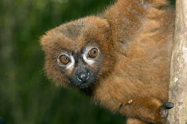 Close up of the red-bellied lemur (Eulemur rubriventer) in the forest of Palmarium Resort, Madagascar, Africa