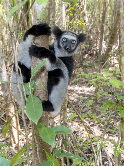 Indri (Indri indri) in the forest at Palmarium Nature Reserve, Madagascar, Africa