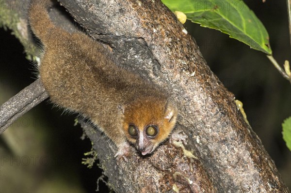 Rufous mouse lemur (Microcebus rufus) from Ranomafana National Park, Madagascar, Africa