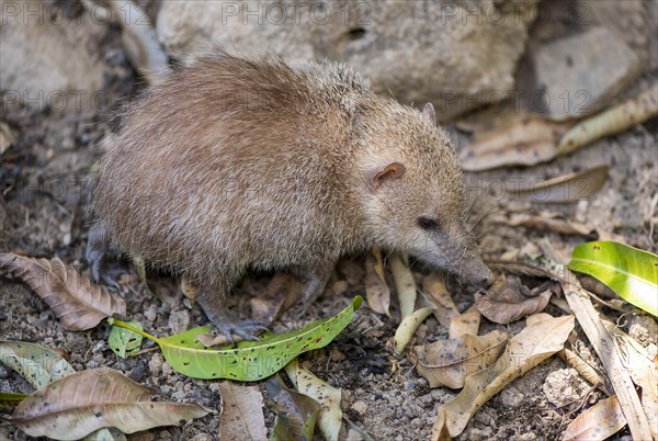 Tailess tenrec (Tenrec ecaudatus) from Madagascar