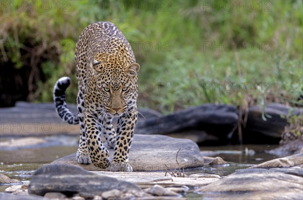 Leopard (Panthera pardus) from Maasai Mara, Kenya, Africa