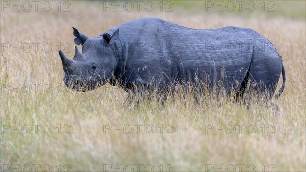 Black rhino (Diceros bicornis) on the savannah of Maasai Mara, Kenya, Africa