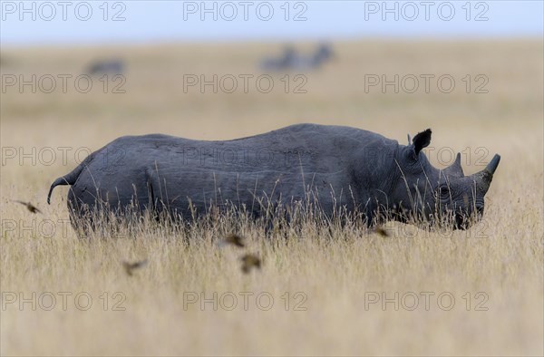 Black rhino (Diceros bicornis) on the savannah of Maasai Mara, Kenya, Africa