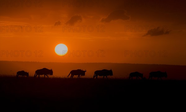 Wildebeests migration under the setting sun in Maasai Mara, Kenya, Africa