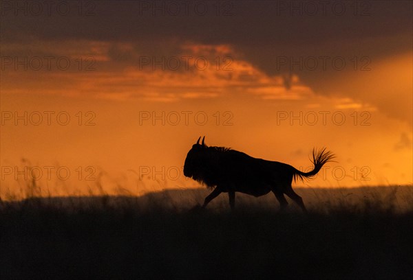 Wildebeest (Connochaetus taurinis) migrating as the sun sets in Maasai Mara, Kenya, Africa
