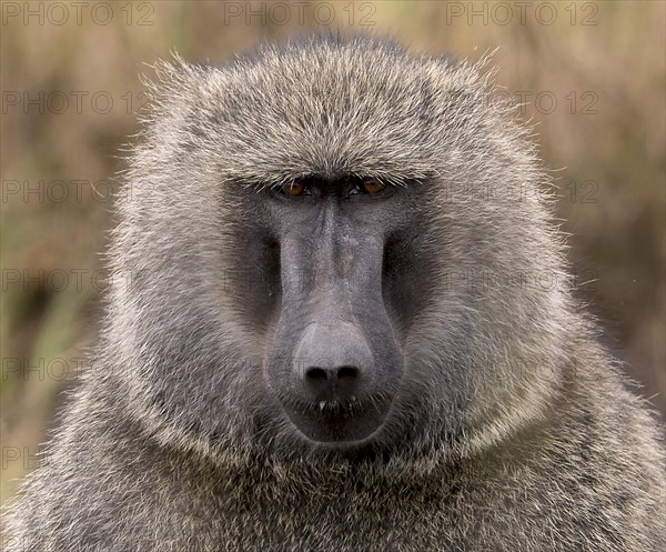 Portrait of the savannah baboon (Papio anubis) from Maasai Mara, Kenya, Africa