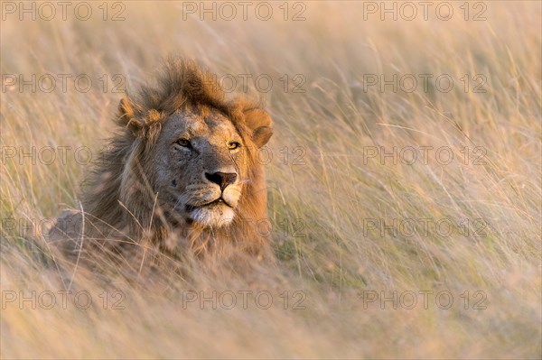 Male lion (Panthera leo) on the watch in the savannah grass of Maasai Mara, Kenay