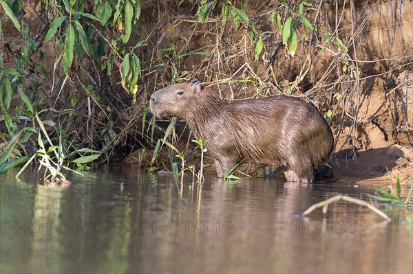 Capybara (Hydrochoeris hydrochaeris) on the banks of Cuiaba River, Pantanal, Brazil, South America