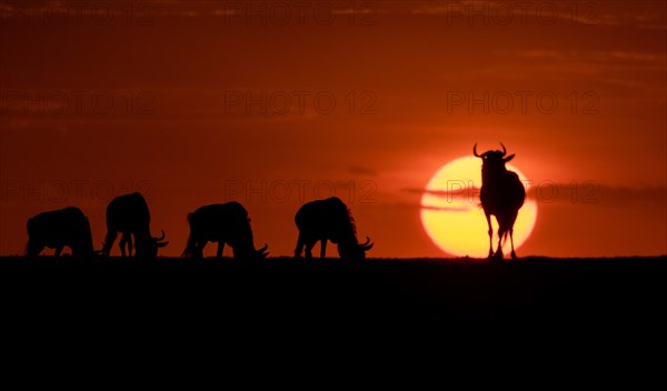 Wildebeest (Connochaetus taurinis) grazing as the sun sets in Maasai Mara, Kenya, Africa