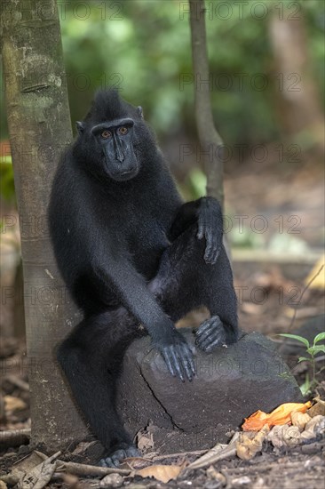 Crested Black Macaques (Macaca nigra) in Tangkoko Nature Reserve, northern Sulawesi, Indonesia, Asia