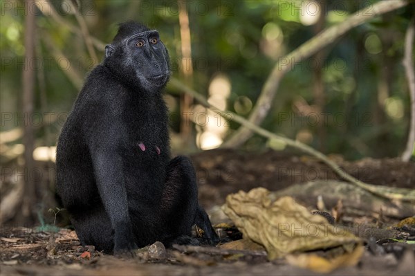 Crested Black Macaques (Macaca nigra) in Tangkoko Nature Reserve, northern Sulawesi, Indonesia, Asia