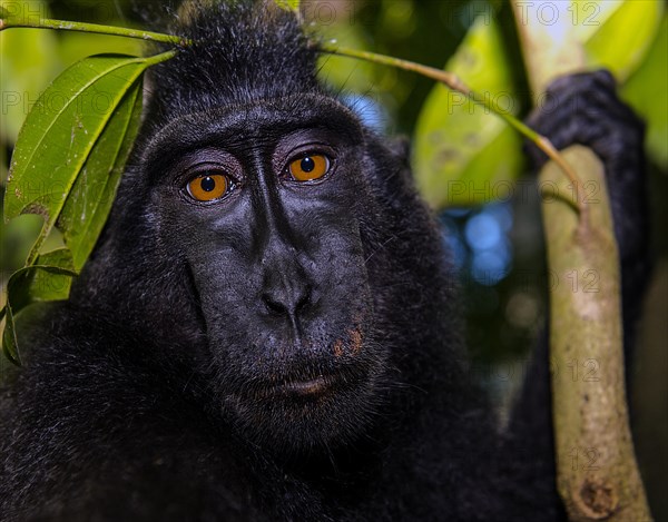 Portrait of Crested Black Macaques (Macaca nigra) in Tangkoko Nature Reserve, northern Sulawesi, Indonesia, Asia