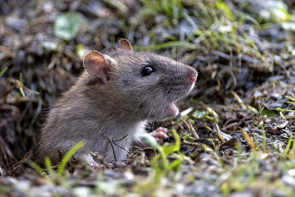 Brown rat (Rattus norwegicus) emerging from it's burrow in south-western Norway