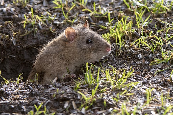Brown rat (Rattus norwegicus) emerging from it's burrow in south-western Norway