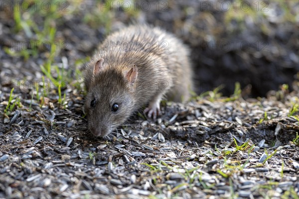 Brown rat (Rattus norwegicus) from south-western Norway