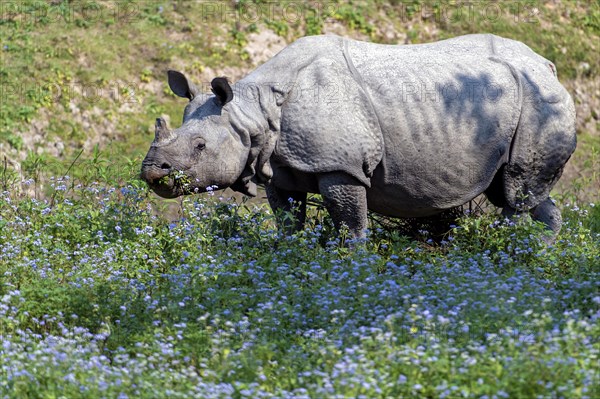 Indian rhinoceros (Rhinoceros unicornis) feeding on flowers in Kaziranga National Park, Assam, north-east India