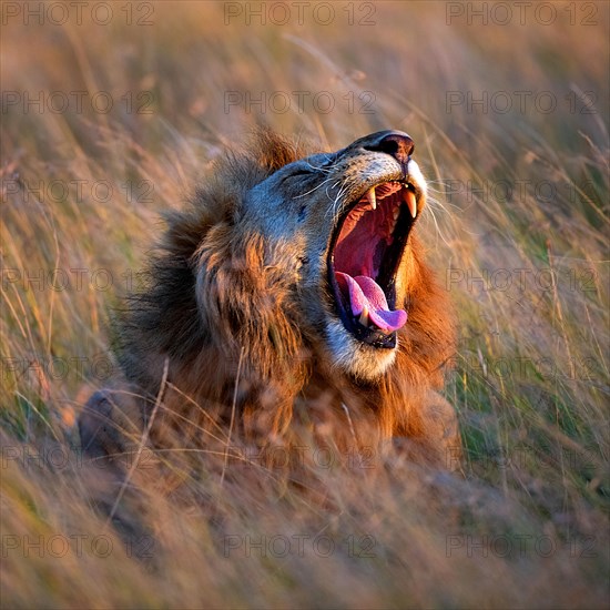 Male lion (Panthera leo) yaning in the savannah grass of Maasai Mara, Kenay