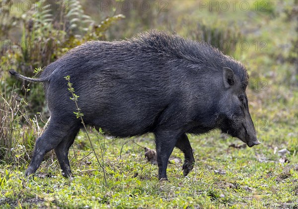 Wild boar (Sus scrofa) from Kaziranga National Park, Assam, north-east India