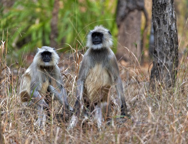 Pair of gray langur (Semnopithecus dussumieri) from Pench National Park, Madhya Pradesh, India, Asia