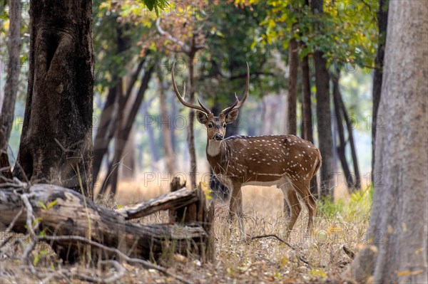 Male spotted deer (Axis axis) from Pench National Park, Madhya Pradesh, India, Asia