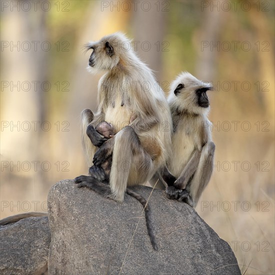 Pair of gray langur (Semnopithecus dussumieri) with new-born in Pench National Park, Madhya Pradesh, India, Asia