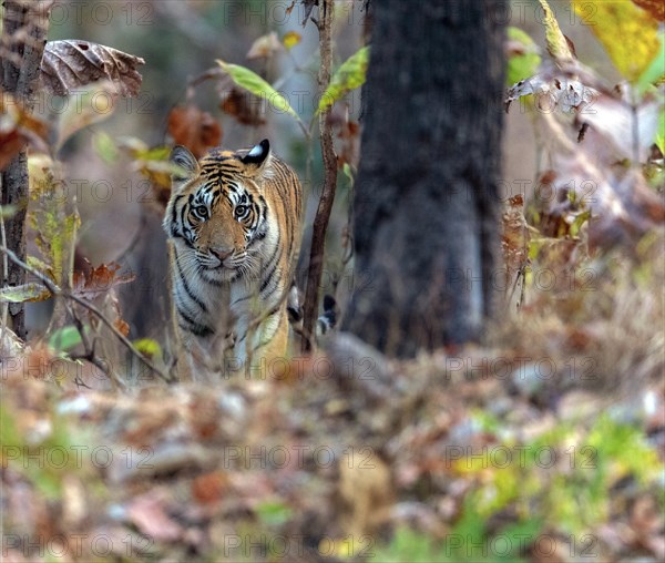 Female bengal tiger (Panthera tigris tigris) in the dense forest of Pench National Park, madhya Pradesh, India, Asia