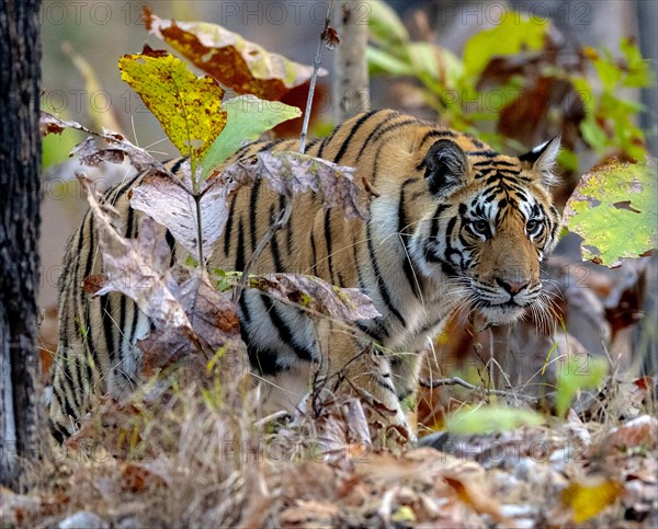 Female bengal tiger (Panthera tigris tigris) in the dense forest of Pench National Park, madhya Pradesh, India, Asia