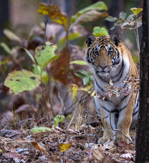 Female bengal tiger (Panthera tigris tigris) in the dense forest of Pench National Park, madhya Pradesh, India, Asia