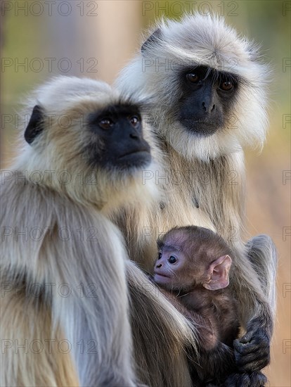 Gray langur family in Pench National Park, Madhya Pradesh, India, Asia