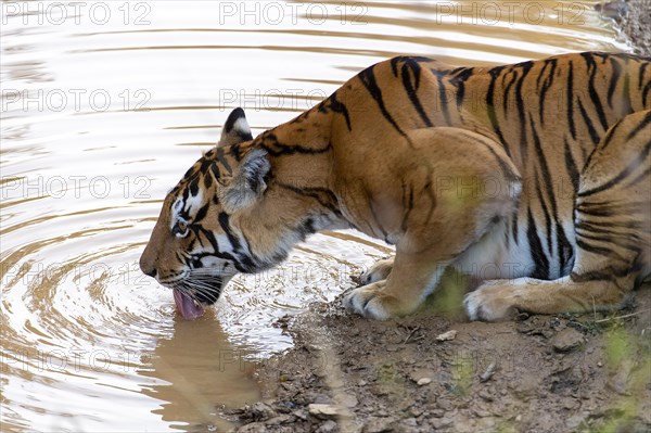 The Bengal Tigress known as Chhoti Mada (born 2008) drinking in Kana National Park (Mukki range), Madhya Pradesh, India. Photo from February 2019