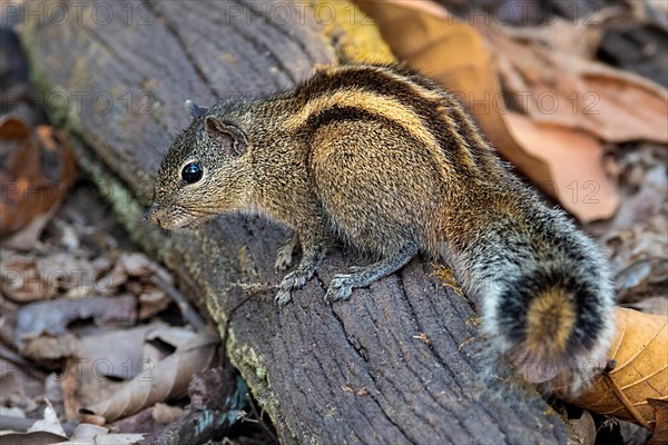 Indian palm squirrel (Funambulus palmarum) from Kanha National Park, Madhya Pradesh, India, Asia