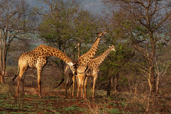 South African giraffs (Giraffa giraffa giraffa) from Zimanga, South Africa, Africa