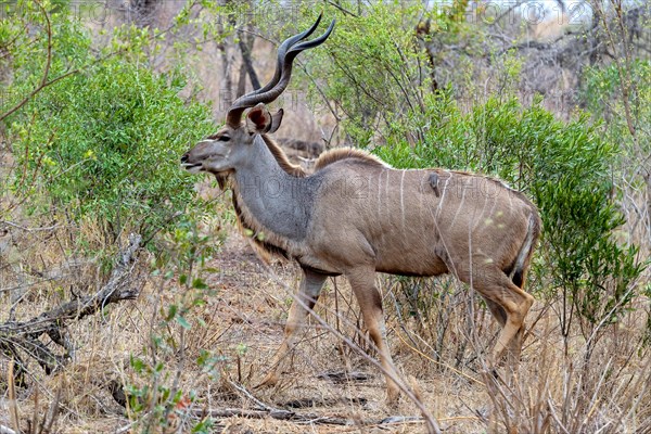 Male greater kudu (Tragelaphus strepsiceros) in Kruger NP, South Africa, Africa