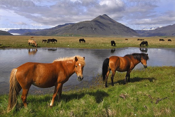 Icelandic ponies near Holt below the Raudaberg hills, east Iceland