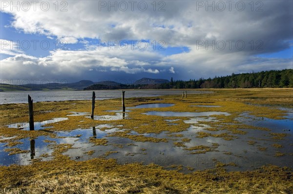 Remnants of an old fenceline step along through water-meadows on the shores of Loch Fleet with distant forests and hills under a moody winter sky, near Golspie, Sutherland n.e. Scotland