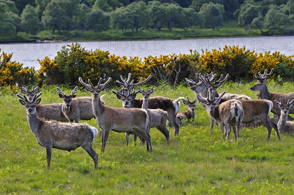 Herde Rothitsche in Schottland | Herd of red deer stags with their antlers in velvet along the side of Loch Brora, Sutherland, Scotland, UK