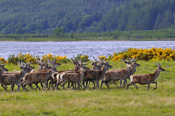 Herde Rothitsche in Schottland | Herd of red deer stags with their antlers in velvet along the side of Loch Brora, Sutherland, Scotland, UK