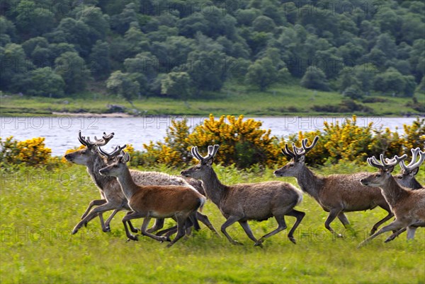 Herde Rothitsche in Schottland | Herd of red deer stags with their antlers in velvet along the side of Loch Brora, Sutherland, Scotland, UK