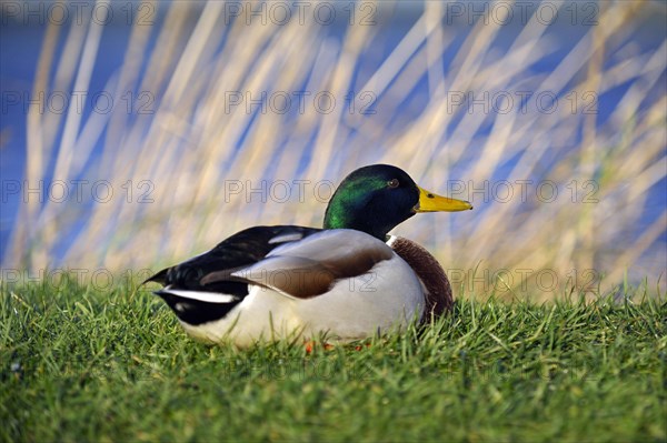 Male mallard duck or drake with a background of rushes and blue water, Loch Fleet, Sutherland, Scotland, UK