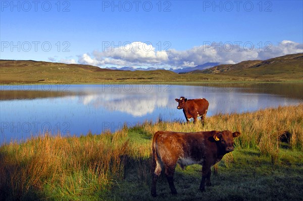 The traditional black cattle of the Scottish Highlands along the shores of Loch Meodal on a calm summer's morning, Sleat, southern Skye, western Scotland