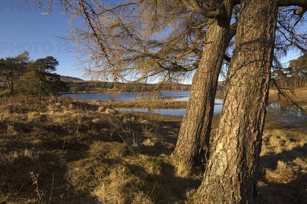 A group of bare larch trees under a deep blue winter sky along the southern shores of Loch Tulla, Rannoch Moor, Scottish Highlands