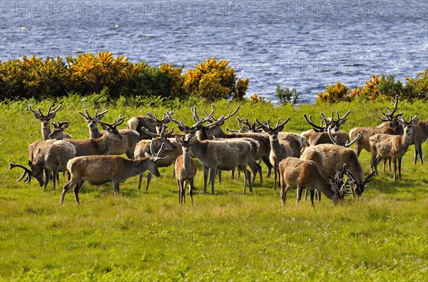 Herde Rothitsche in Schottland | Herd of red deer stags with their antlers in velvet along the side of Loch Brora, Sutherland, Scotland, UK