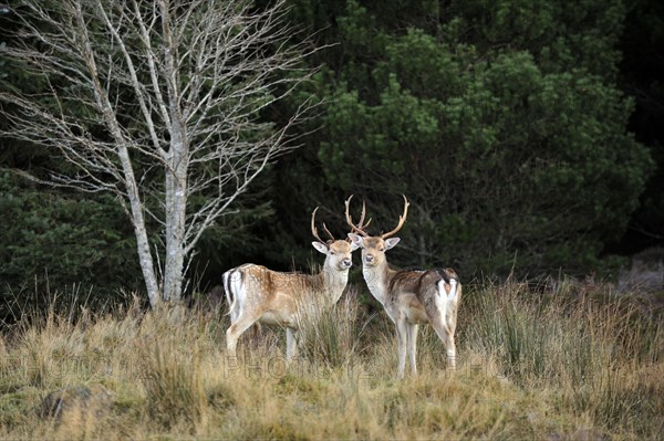 Pair of fallow deer in woodland in Strath Tummel, Perthshire, Scotland, UK