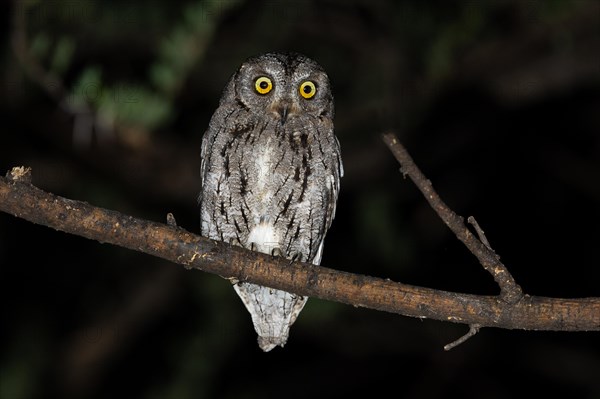 African scops owl (Otus senegalensis), Namibia, Africa