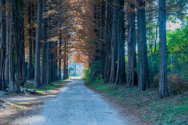 Rural dirt lane under grove of tall larch conifer on autumn morning in South Korea