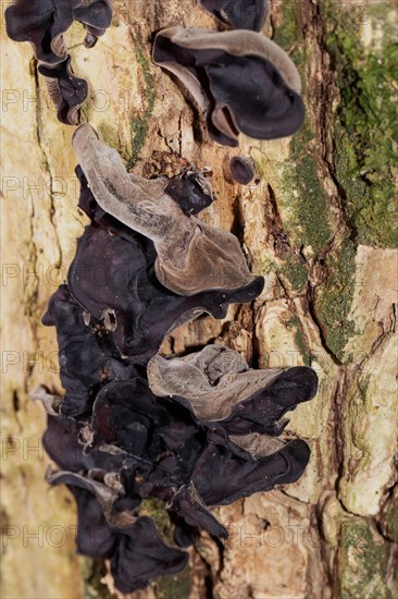 Judas ear several ear-shaped brown fruiting bodies on top of each other on a tree trunk