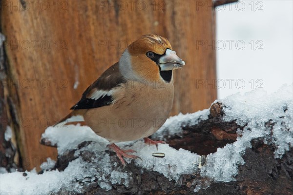 Hawfinch with food in beak sitting on tree trunk with snow looking right
